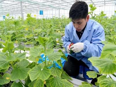 農(nóng)業(yè)生產(chǎn)實(shí)現(xiàn)物聯(lián)網(wǎng)化有什么好處？